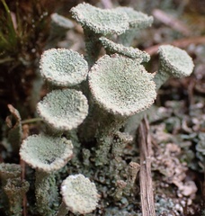 Cladonia