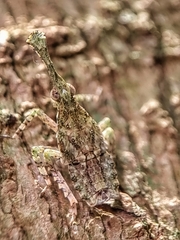 Fulgoridae