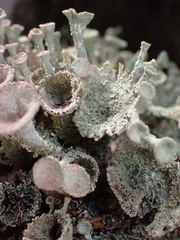 Cladonia