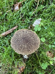 Xerocomellus chrysenteron