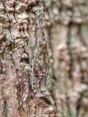 Fulgoridae