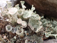 Cladonia