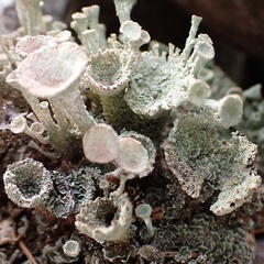 Cladonia