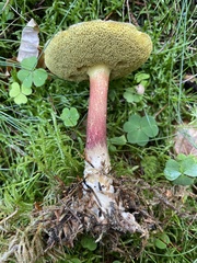 Xerocomellus chrysenteron