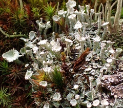 Cladonia