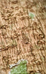 Fulgoridae