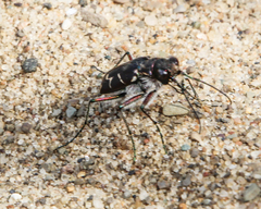 Cicindela tranquebarica