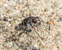Cicindela tranquebarica