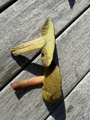 Xerocomellus chrysenteron