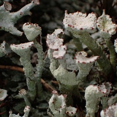 Cladonia