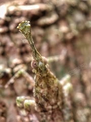 Fulgoridae