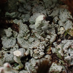 Cladonia