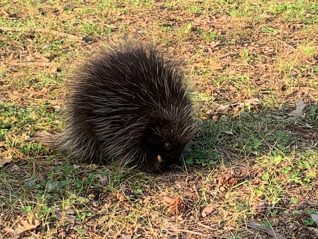 North American Porcupine from St. Croix State Park, Hinckley, MN, US on ...