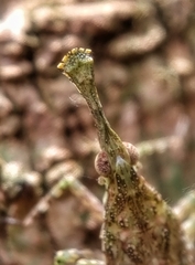 Fulgoridae