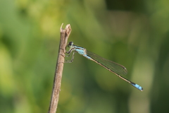Ischnura fluviatilis