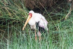 Mycteria ibis