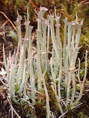 Cladonia