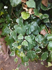 Hedera helix
