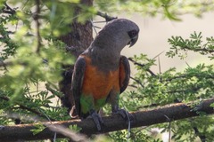 Poicephalus rufiventris