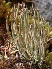 Cladonia