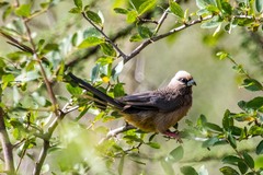 Colius leucocephalus