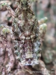 Fulgoridae