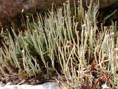 Cladonia