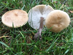 Melanoleuca