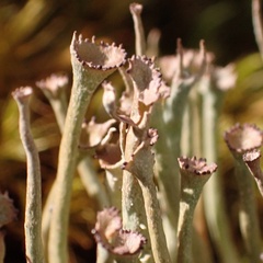 Cladonia