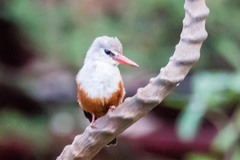 Halcyon leucocephala