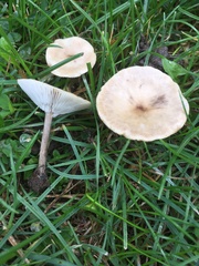 Melanoleuca