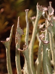 Cladonia