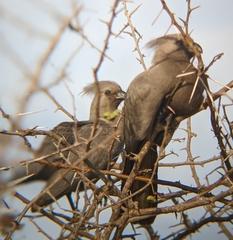 Corythaixoides concolor