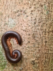 Fulgoridae
