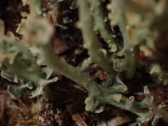 Cladonia