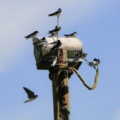 Tachycineta leucopyga