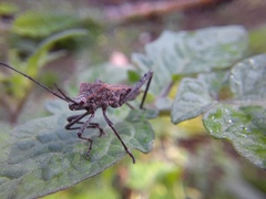 Phthiacnemia picta