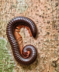 Fulgoridae