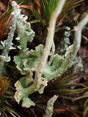 Cladonia