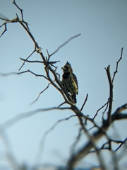 Trachyphonus vaillantii