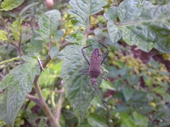Phthiacnemia picta