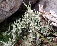 Cladonia