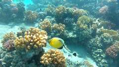 Chaetodon austriacus