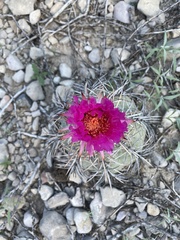 Echinocactus horizonthalonius