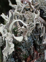 Cladonia