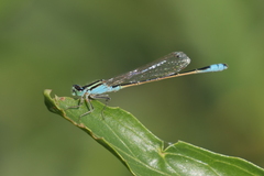 Ischnura fluviatilis