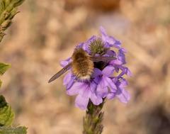 Bombyliini