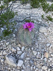 Echinocactus horizonthalonius