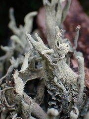 Cladonia