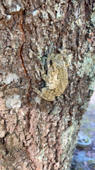 Hyla chrysoscelis